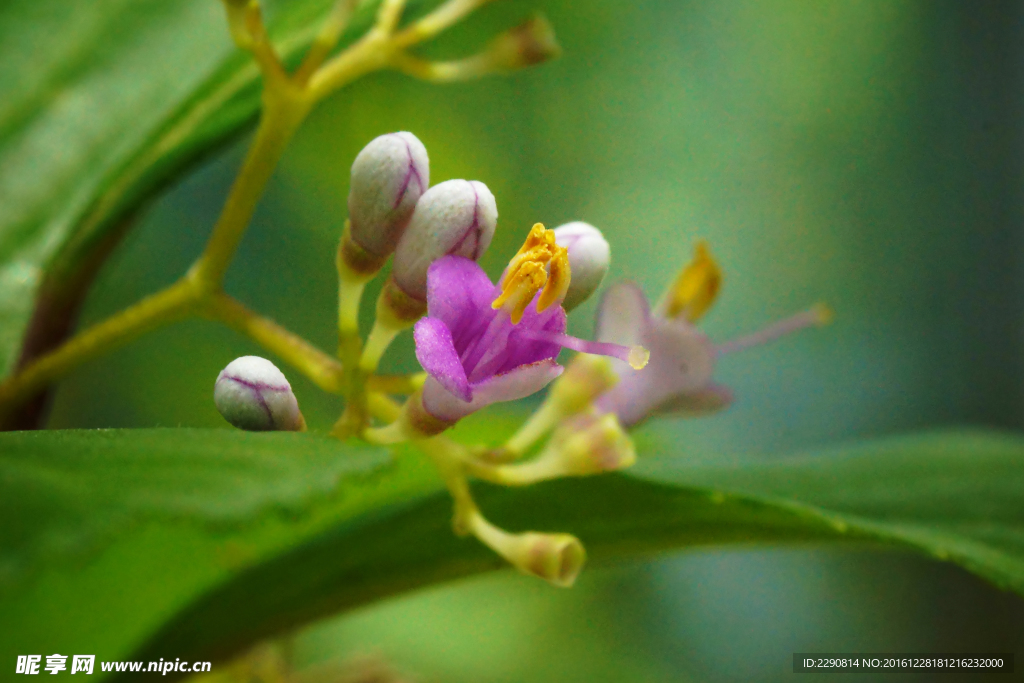 鲜花