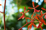 鲜花