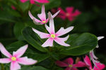 鲜花