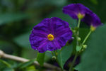 鲜花