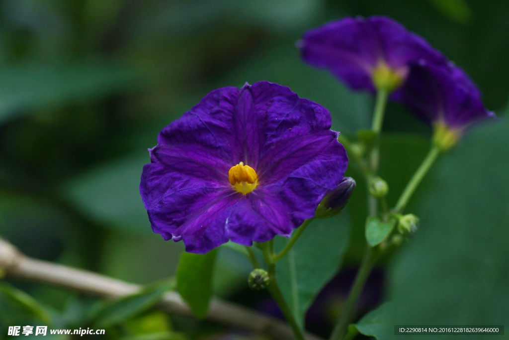 鲜花
