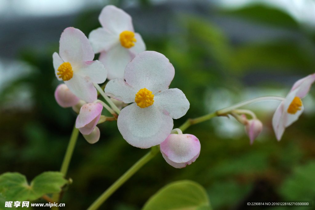 鲜花