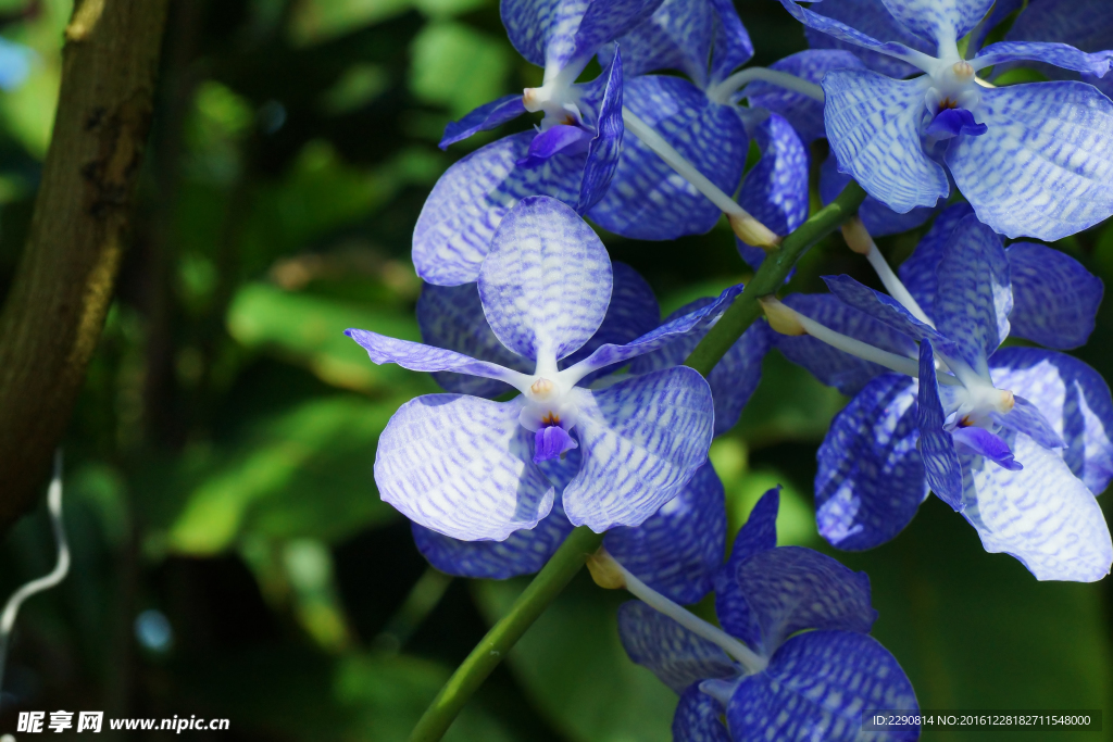 鲜花
