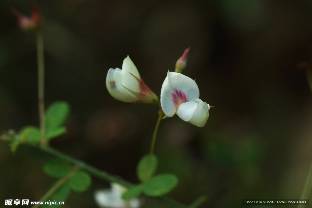 鲜花