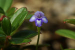 鲜花
