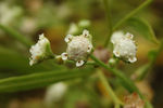 鲜花