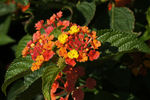 鲜花