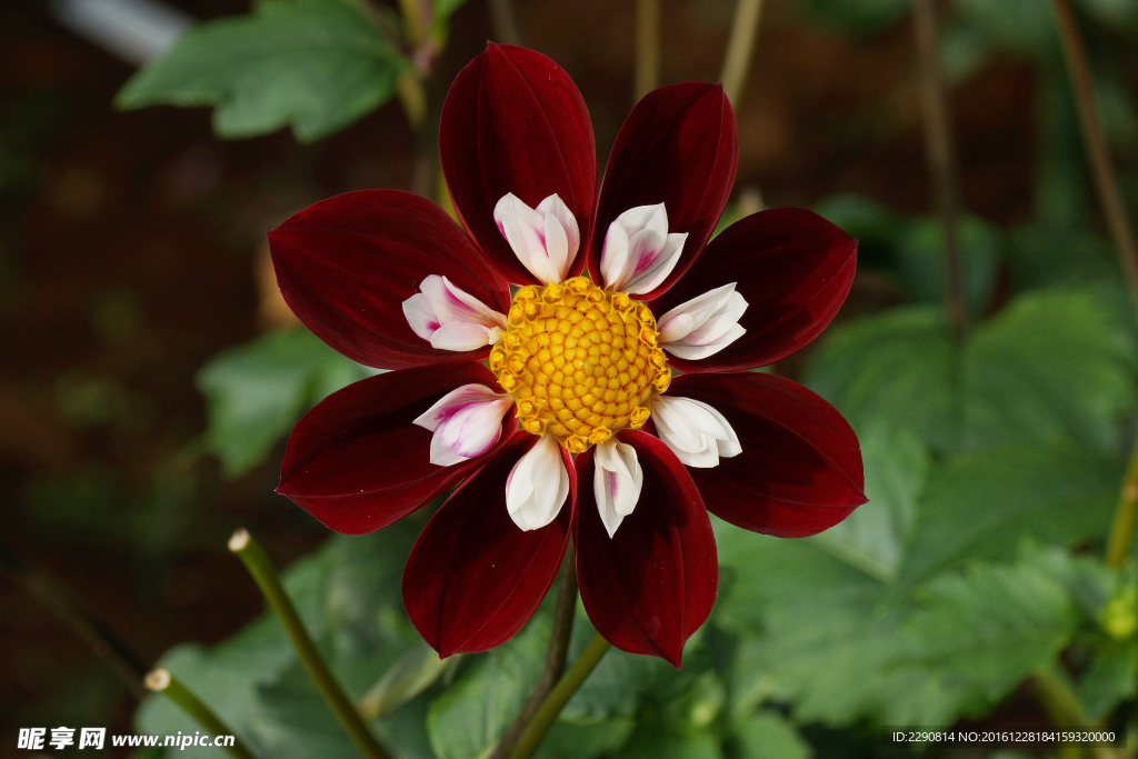 鲜花