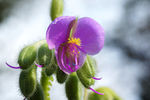 鲜花