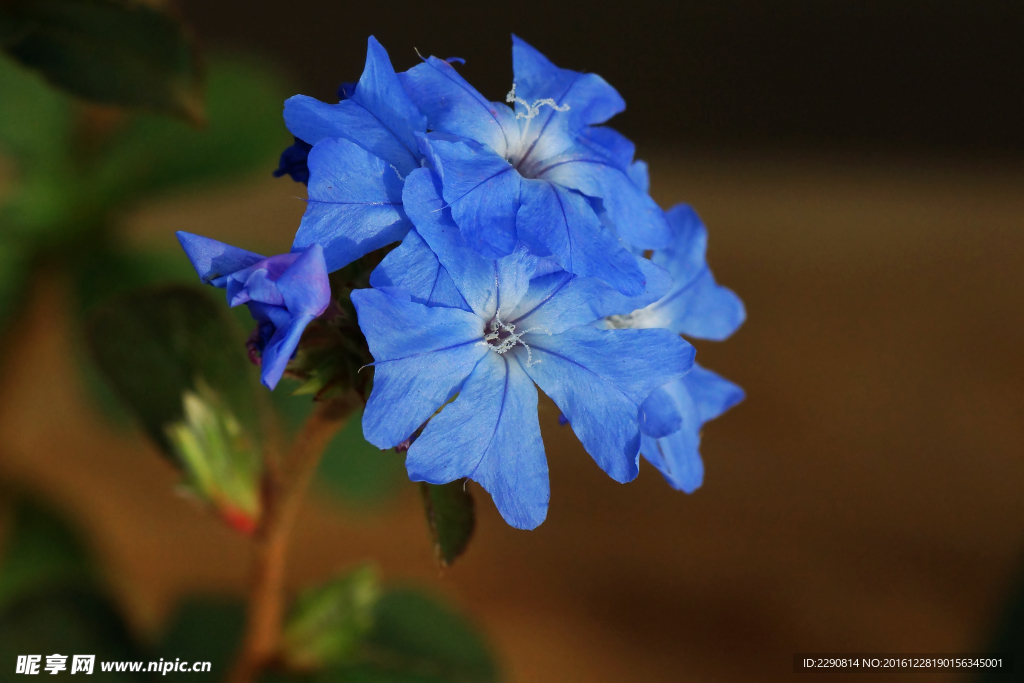 鲜花