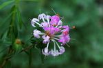 鲜花
