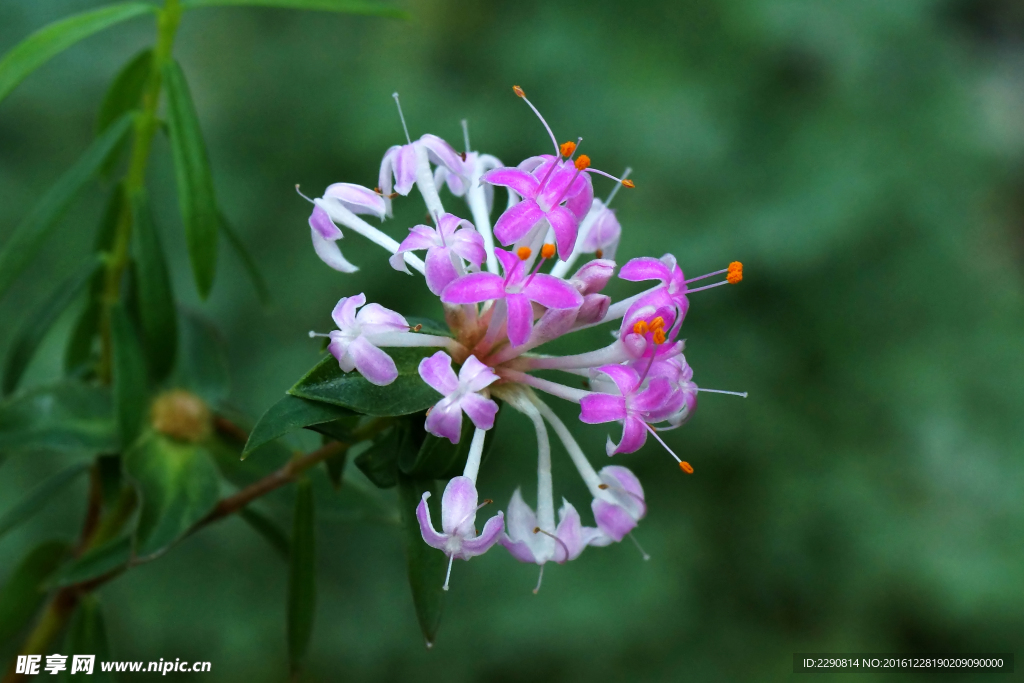 鲜花