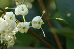 鲜花