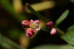 鲜花