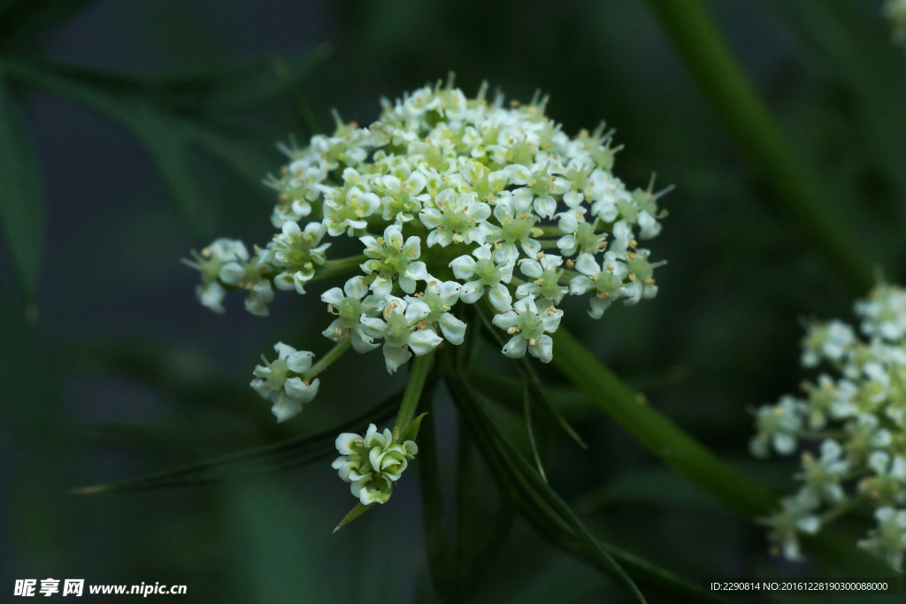 鲜花