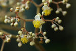 鲜花