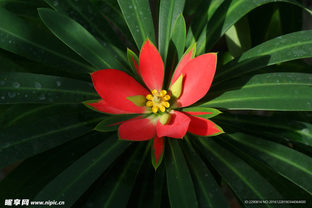 鲜花