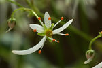 鲜花