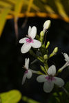 鲜花