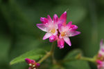鲜花