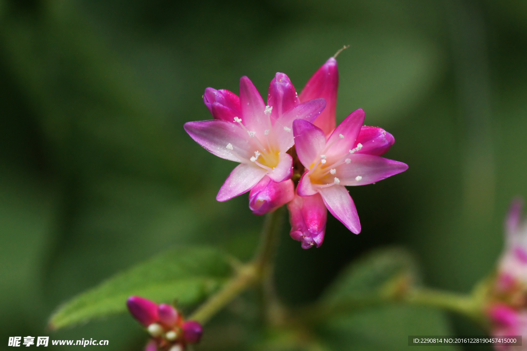 鲜花