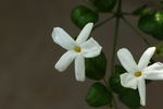 鲜花