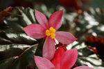 鲜花