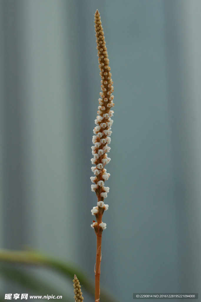 鲜花