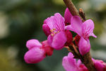 鲜花