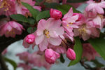 鲜花