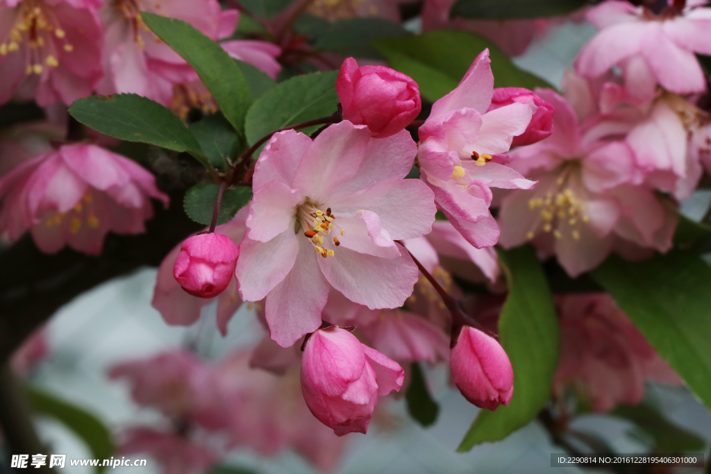 鲜花