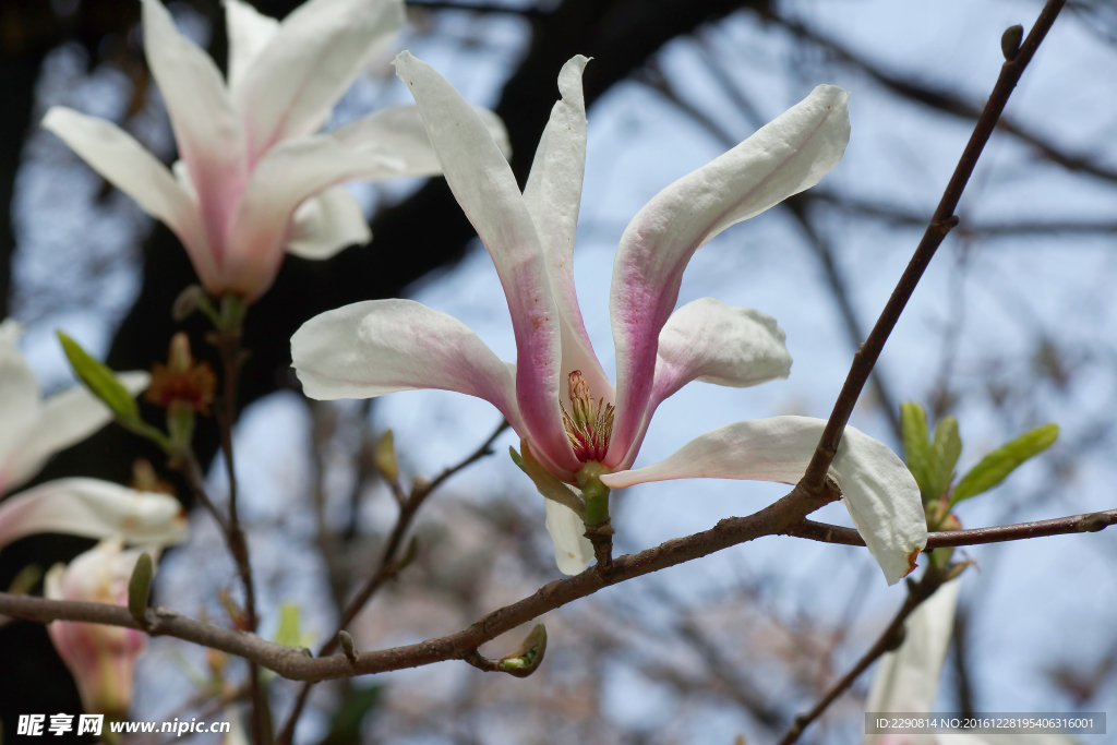 鲜花