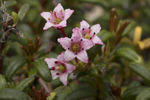 鲜花
