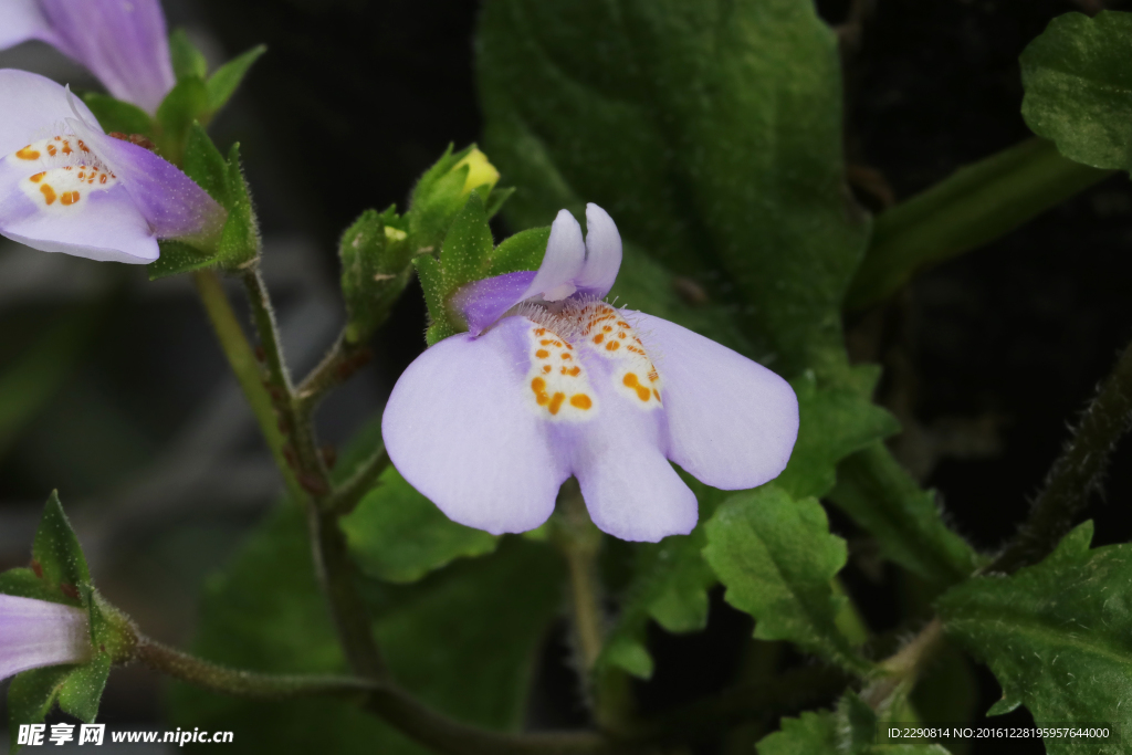 鲜花