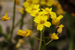 鲜花