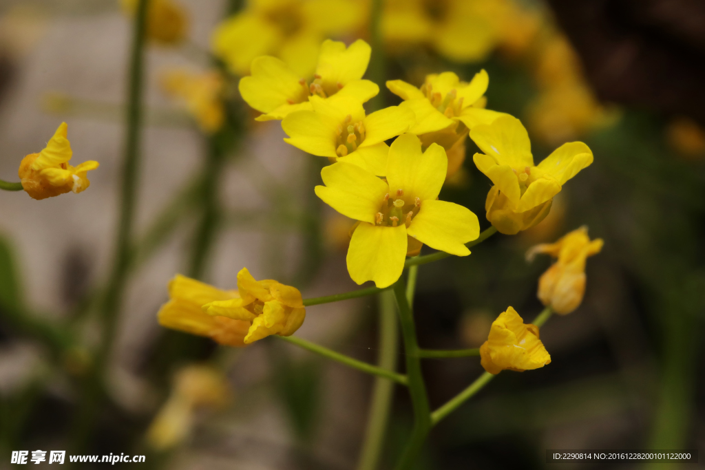 鲜花