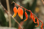 鲜花