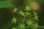 鲜花