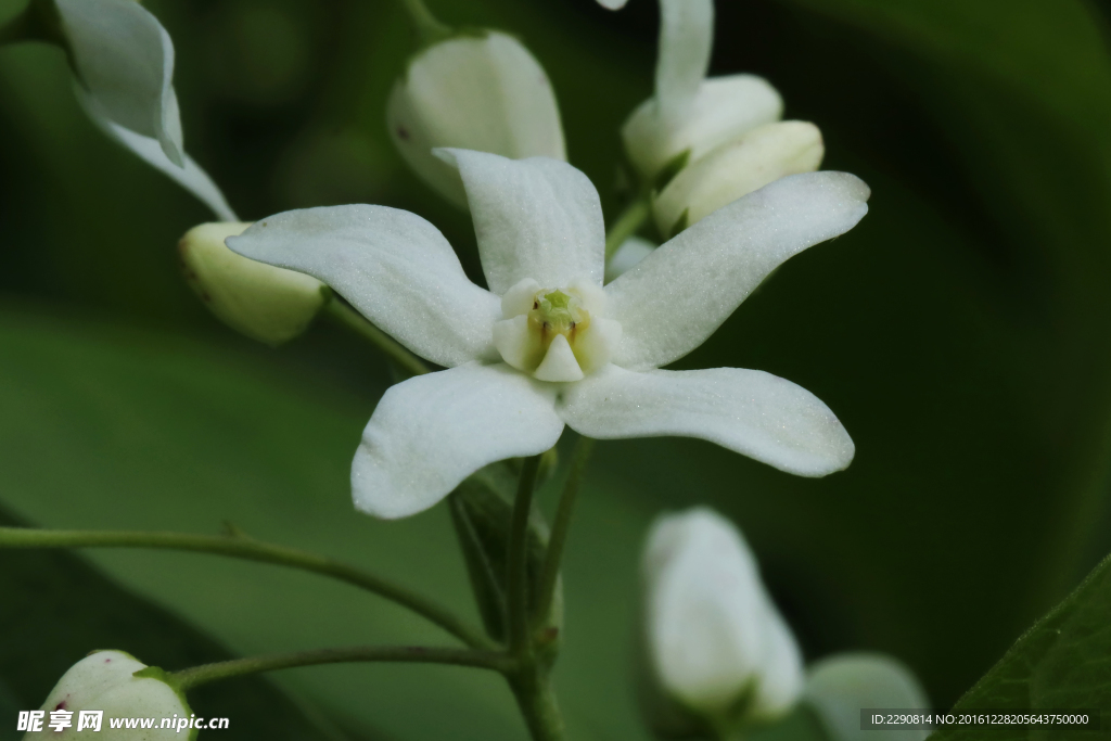 鲜花