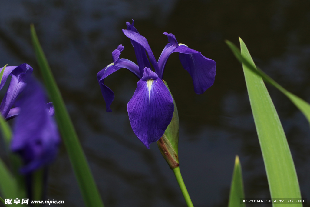 鲜花