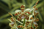 鲜花