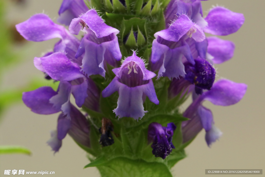 鲜花