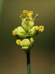 鲜花