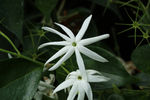 鲜花