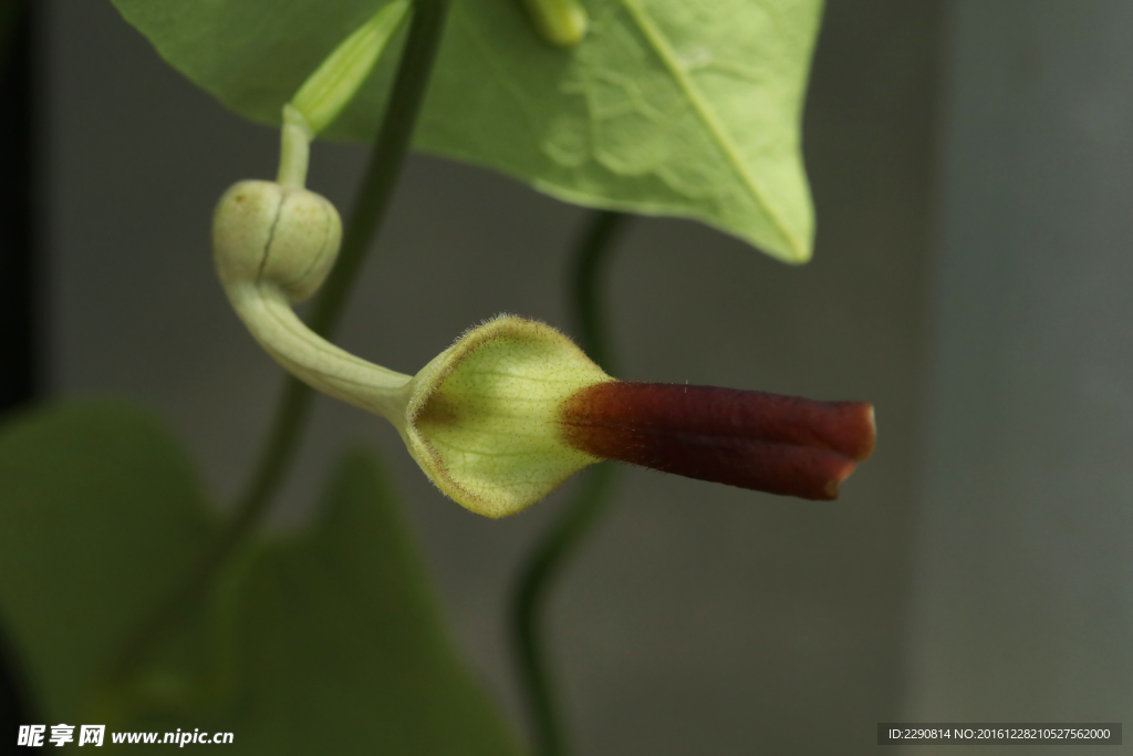 鲜花