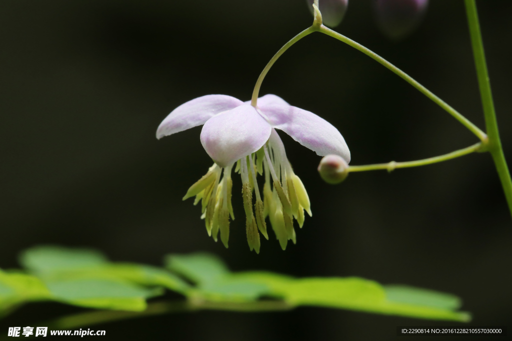 鲜花