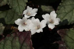 鲜花
