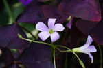 鲜花