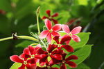 鲜花