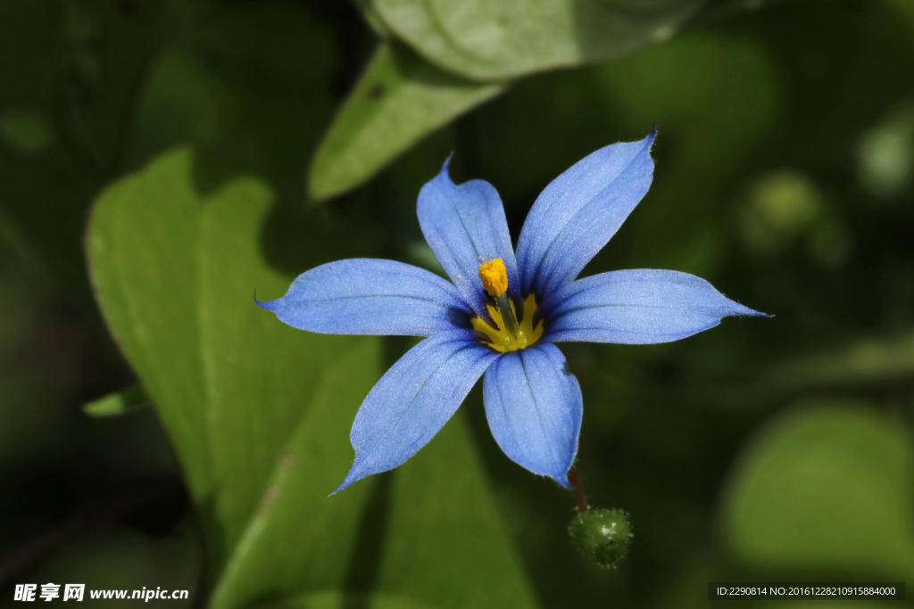 鲜花